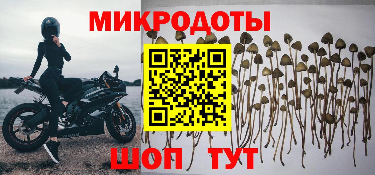 Псилоцибиновые грибы мицелий Солнечногорск